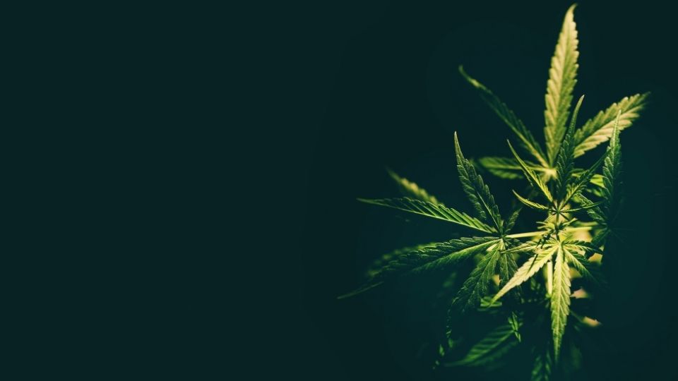 Effects on the Brain From Weed hero image of weed