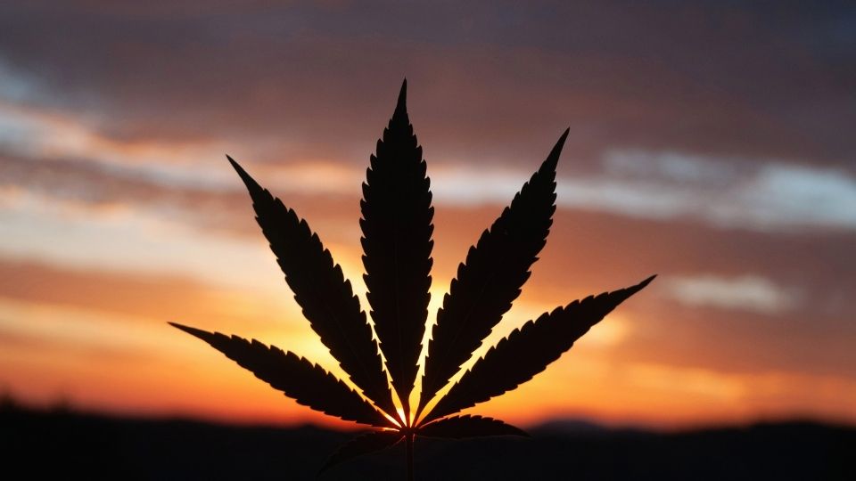 wax with weed is made by drying out resin and leaving behind the cannabinoids.